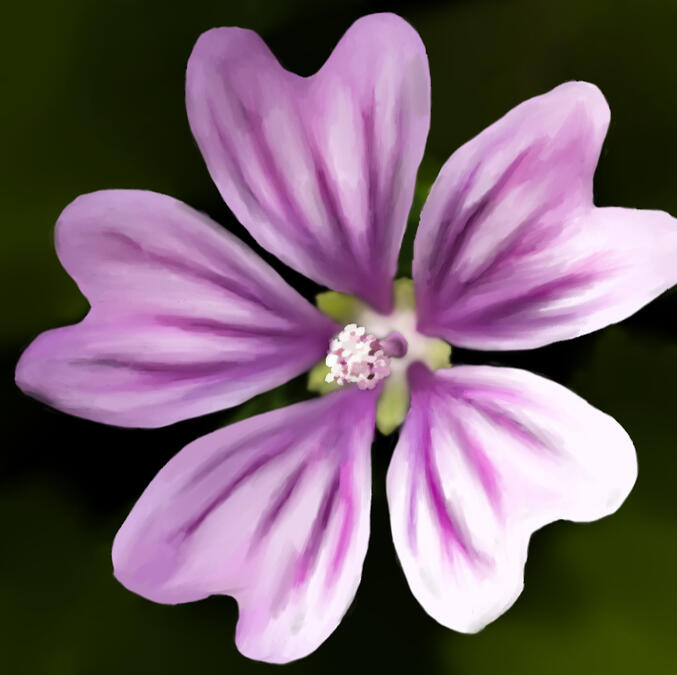 malva